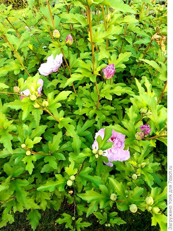 Появились первые цветы у гибискуса