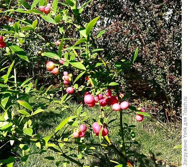 Еще одна представительница вересковых. Голубика Pink limonade