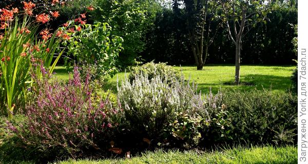 Всегда нарядная вересковая клумба