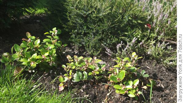 У гаультерии завязались первые ягоды