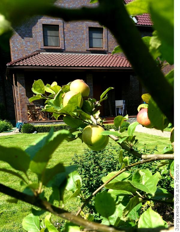 Яблочный Спас прошел, но яблоки еще не созрели.