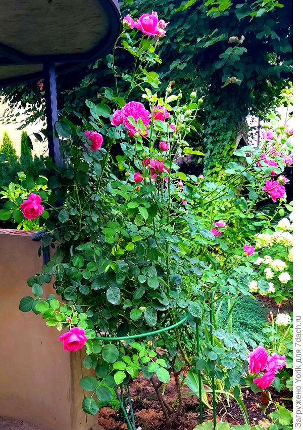 Цветущая без передыха, роза