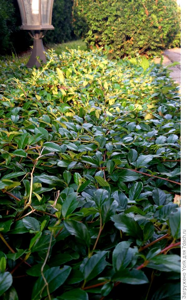 Кизильник Даммера, на мой взгляд, лучший многолетний почвопокровник.