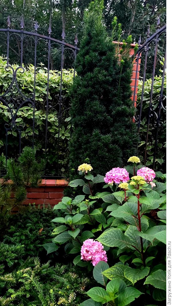 Самое "интеллегентное" хвойное растение - тис. Ну и рядом, красавица - гортензия