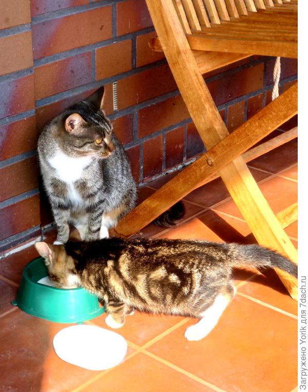 А, вот и гости пожаловали