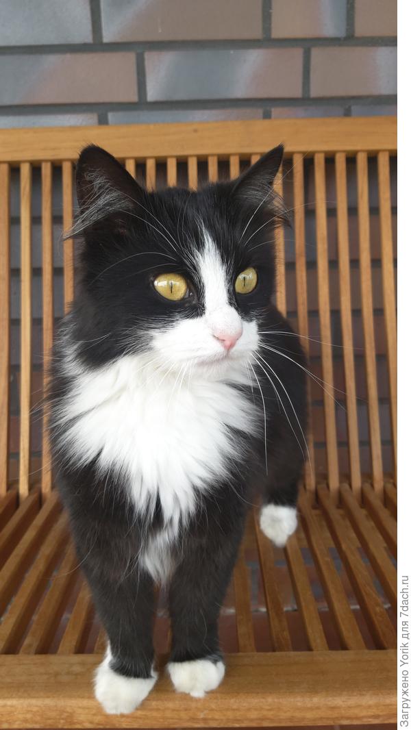 Брунгильда на страже