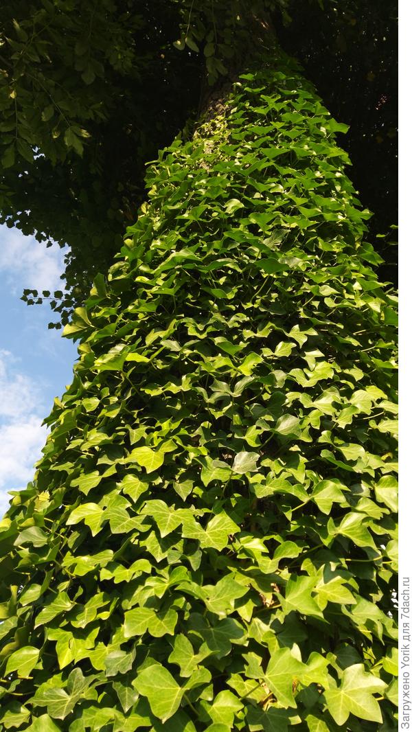 Здесь получше видно его состояние