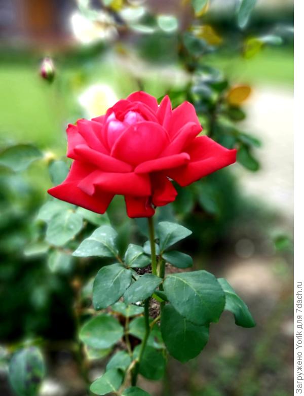 Такая вот красотка расцвела