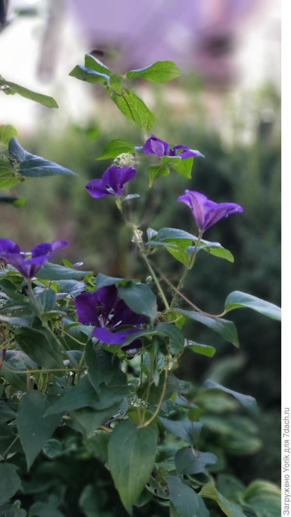 Еще один клематис продолжает цвести