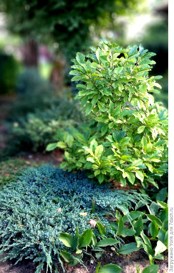 Еще одна магнолия.  Можно сказать, что прижилась, ибо за это лето очень хорошо подрасла