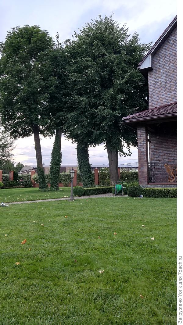 А вот размер лип