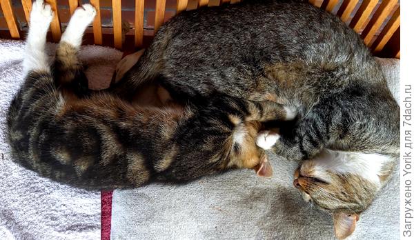 Ну а у гостьи с сыном отдых