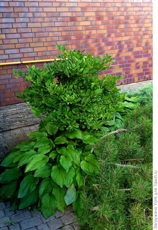 Такое вот сочетание: магнолия, хоста, составляет. Всем хорошо