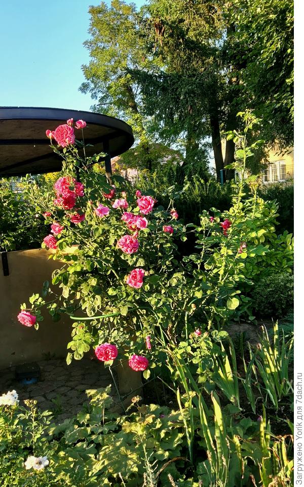 А эта подружка продолжает набирать бутоны