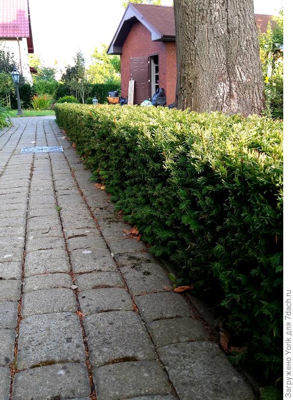 Теперь, эти посадки, с уверенностью можно назвать бордюров. Густой и ровный