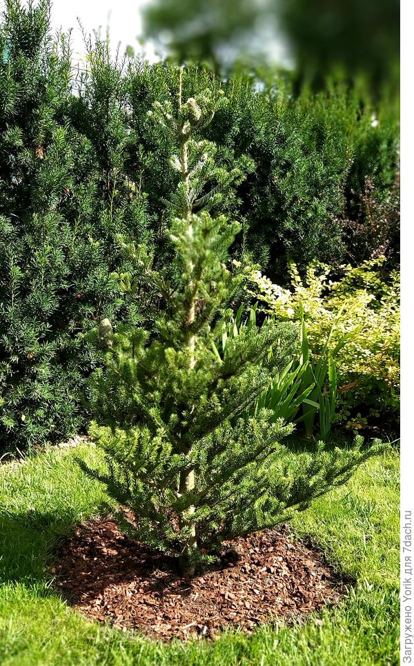 Ну, и специально для Софии. Ее любимица - пихта корейская