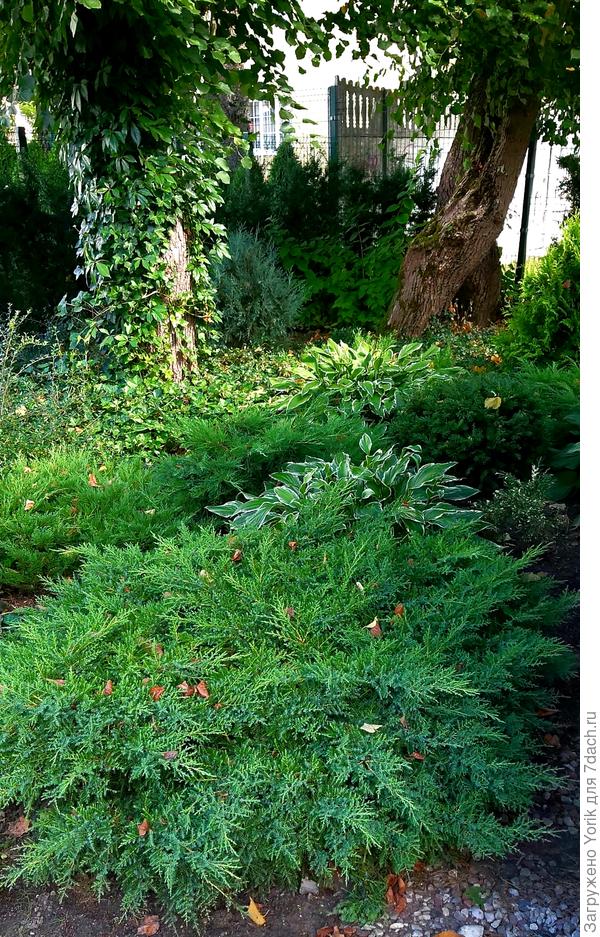 Ну и можжевельник нашли свое место