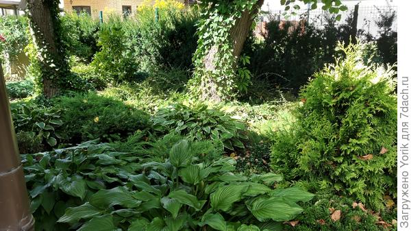 Деревья обвиты лианами