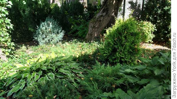 Такие вот заросли.