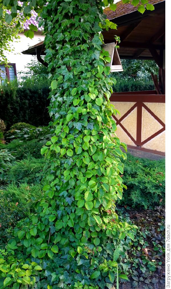 Эту липу облюбовали черешковая гортензия и плющ.