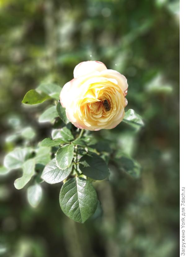 Расцвела очередная роза