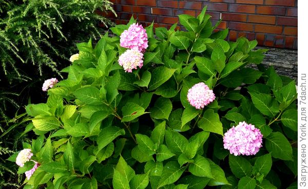 Соседка гималайского кедра