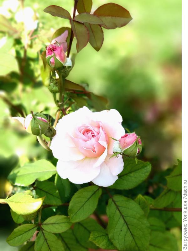 А за ней, еще одна