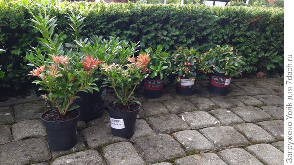 Называется: &quot;сходил за хлебом