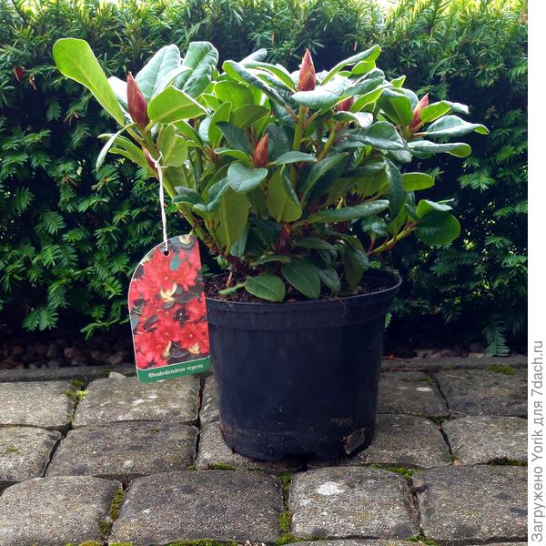 Как мимо пройти?