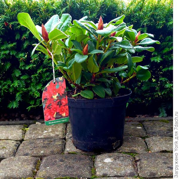 Rhododendron repens &amp;quot;Bengal&amp;quot;.
