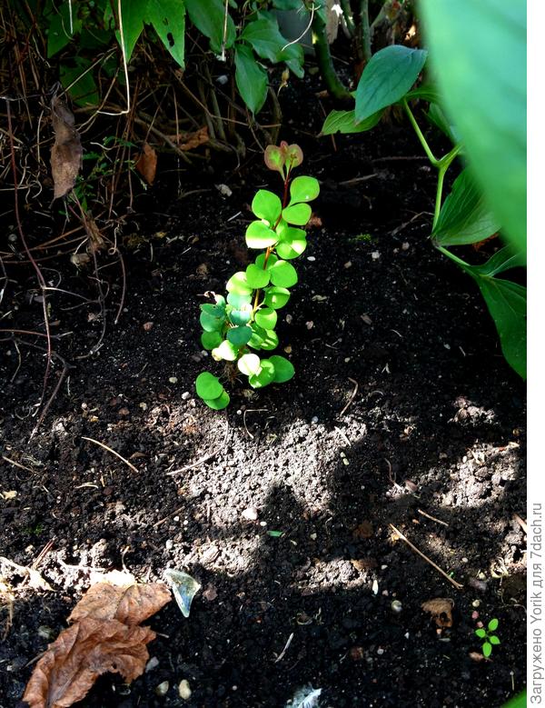 Вот барбарисик обнаружил, там где их никогда не было. Два листика самосевка отдалл