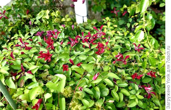 Вот такой кустик