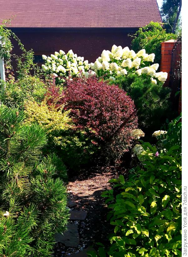 За кустами барбариса