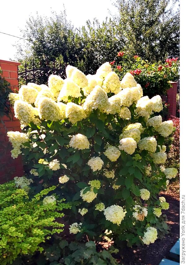 В правом нижнем углу квадратики, это крышки (их 4 шт) септика. У него четыре ступени очистки..