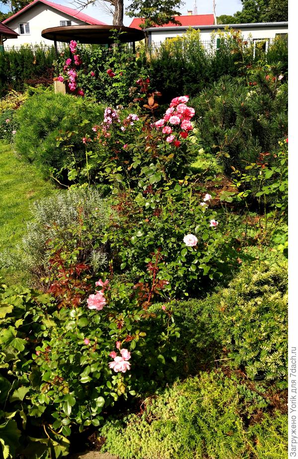 Вот в планах, на этой клумбе  начать наводить порядок.