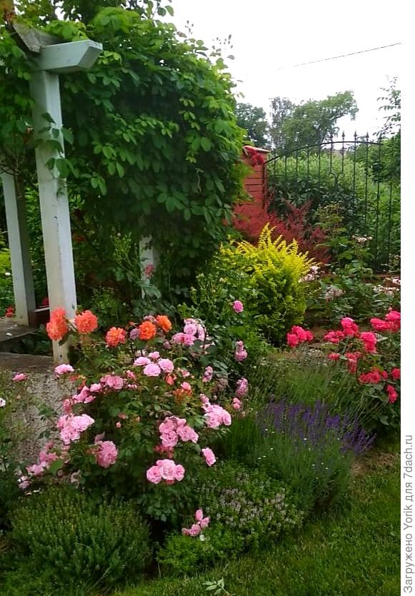 Правда ей солнца достаётся хорошо