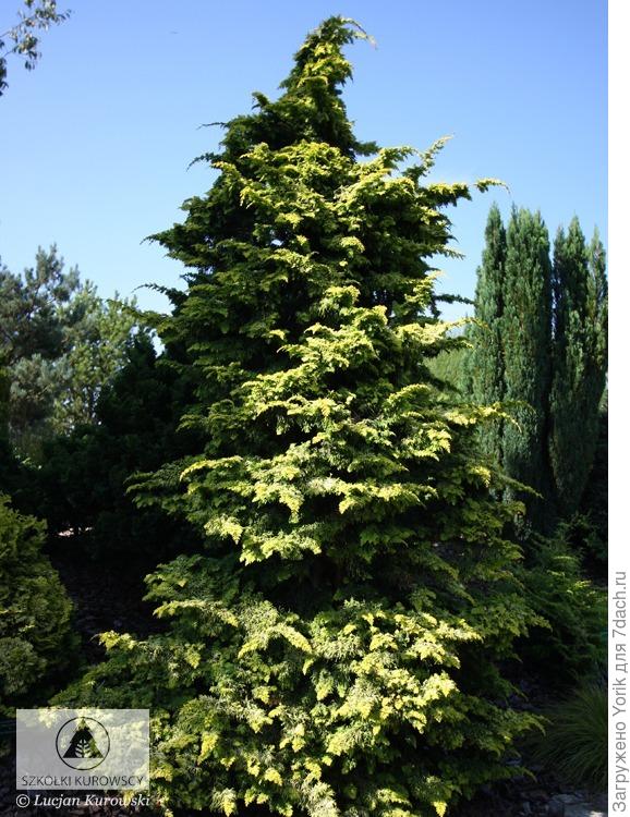 Правда шансов, что увижу растение в такой красе, маловато