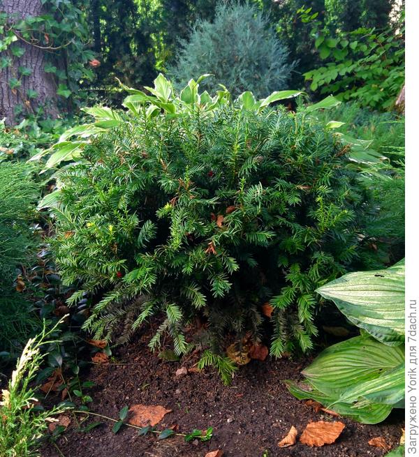 Правда, барвинок так и норовит влезть на чужую жилплощадь