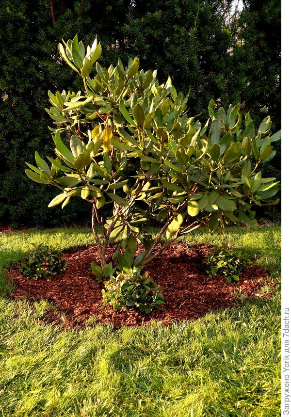 Ну вот пример: сначала был просто газон. Затем на нем поселился рододендрон. Рододендрон подрос. Теперь ему в ноги, в качестве почвопокровника, посажена гаультерия. Надеюсь, что через пару лет, этот кусочек приобретёт окончательный вид