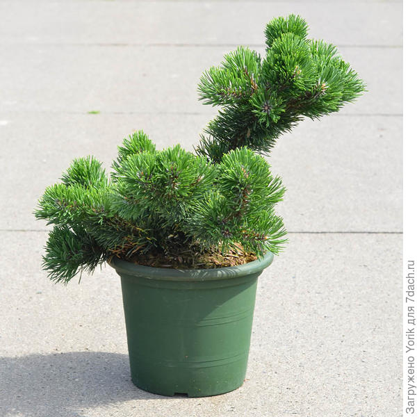 Сорт Jacobsen, как раз для тех, у кого нет места в саду