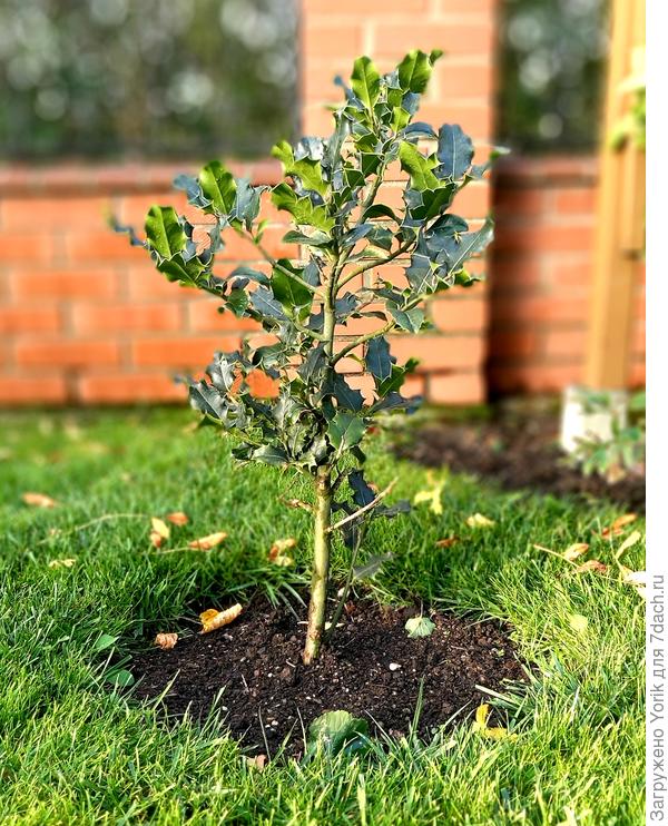 это вот падуб остролистный