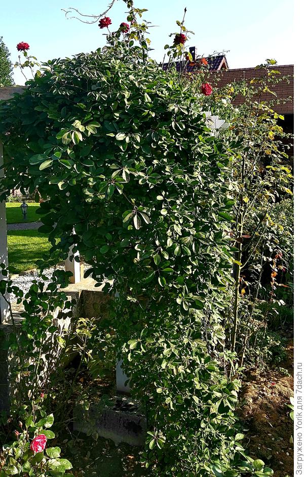 это сейчас такой вид