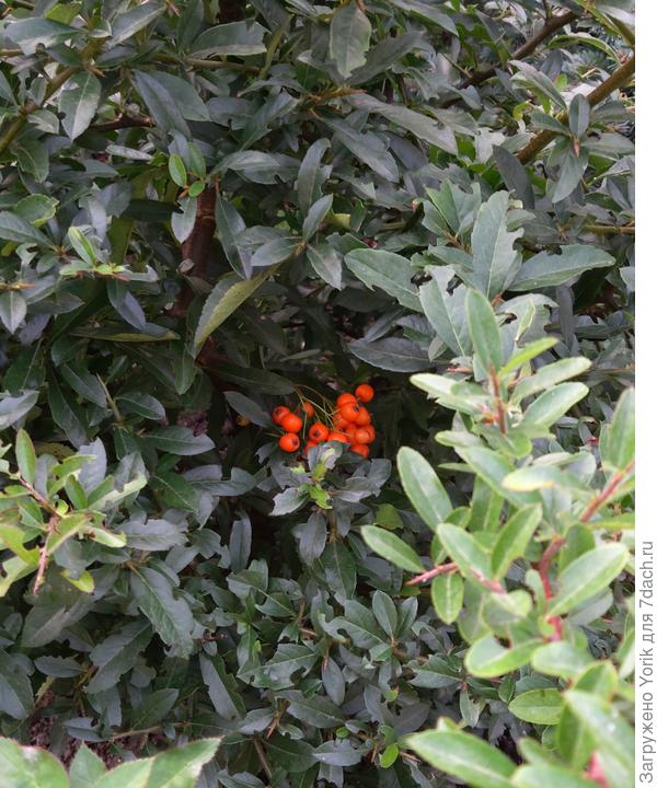 В этом году и пираканта дала первые ягоды. Правда, где то в глубине куста. Но значит уже на следующий год будет радовать.