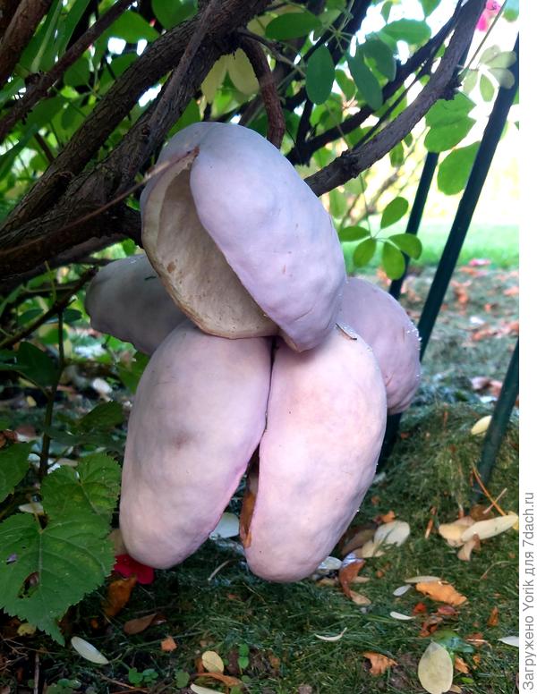 Акебия не то что дала плоды.