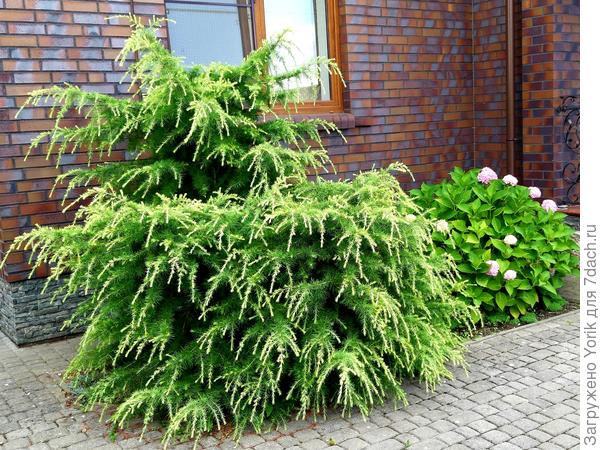 Хорошо, что он читать не умеет. Абсолютно ничего по подготовке к зиме не делаю