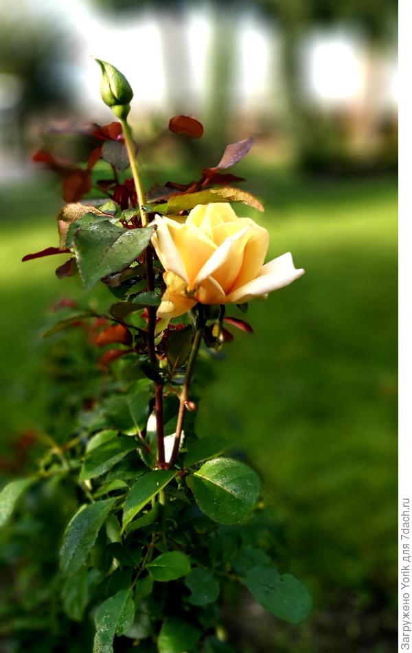 Вот еще одна неугомонная