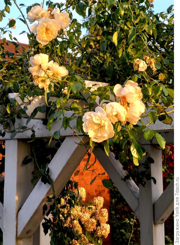 По идее она белая, но солнце на закате ее окрасило