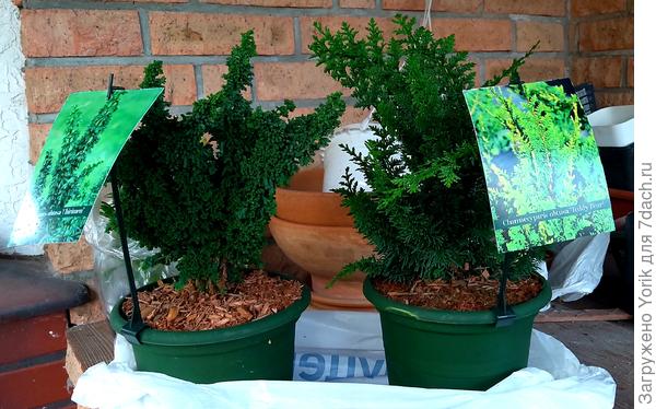 Ждут куда определят