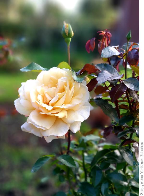 Очередная красавица - роза.