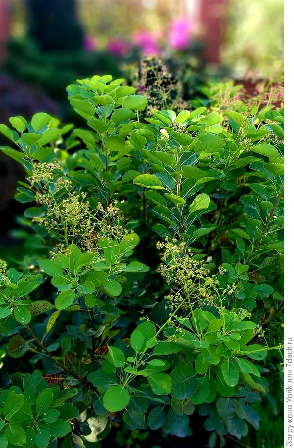 Скумпия, решила, что успеет еще зацвести.